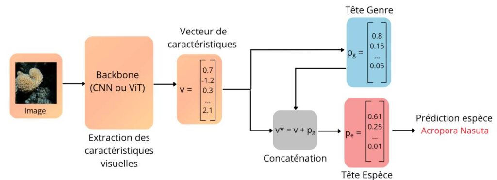 Pipeline de la méthode de classification conditionnelle hiérarchique