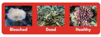 Illustration d’image de coraux blanchi, mort et sain